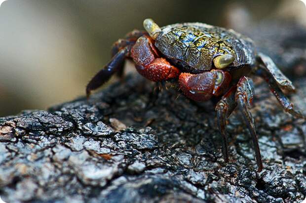 Мангровый древесный краб (лат. Aratus pisonii)