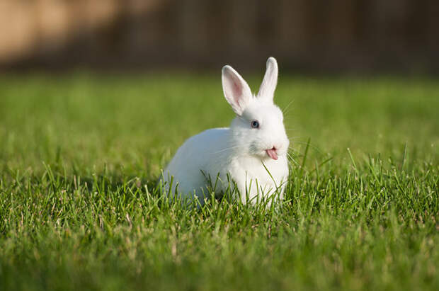 cute-bunnies-tongues-7