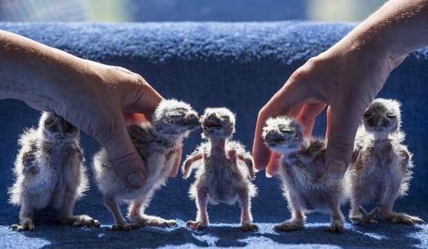 Interesting pictures with animals 06