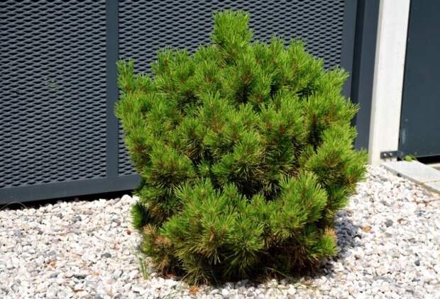 Горная сосна Мопс (Pinus mugo Mops) 📷 