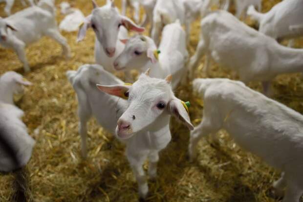 Предприятие «Мирный – Адыгея» подтвердило лидерство в промышленном козоводстве