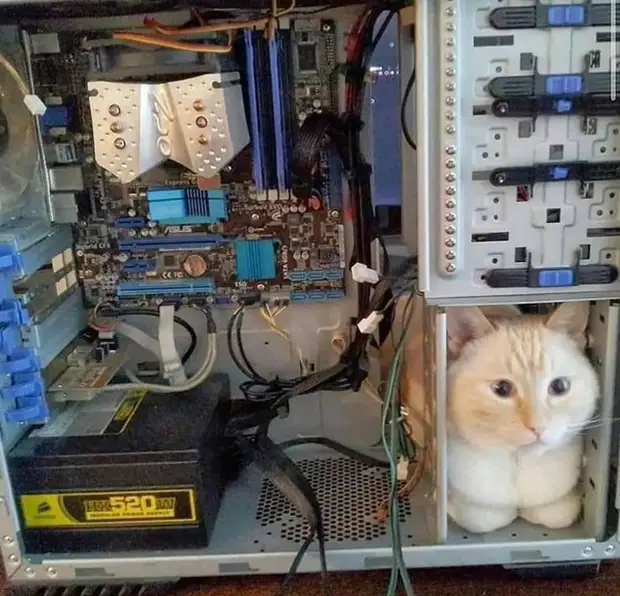 Bigpicture ru cats being weird weirdlilguys 6242d14c5151a 700