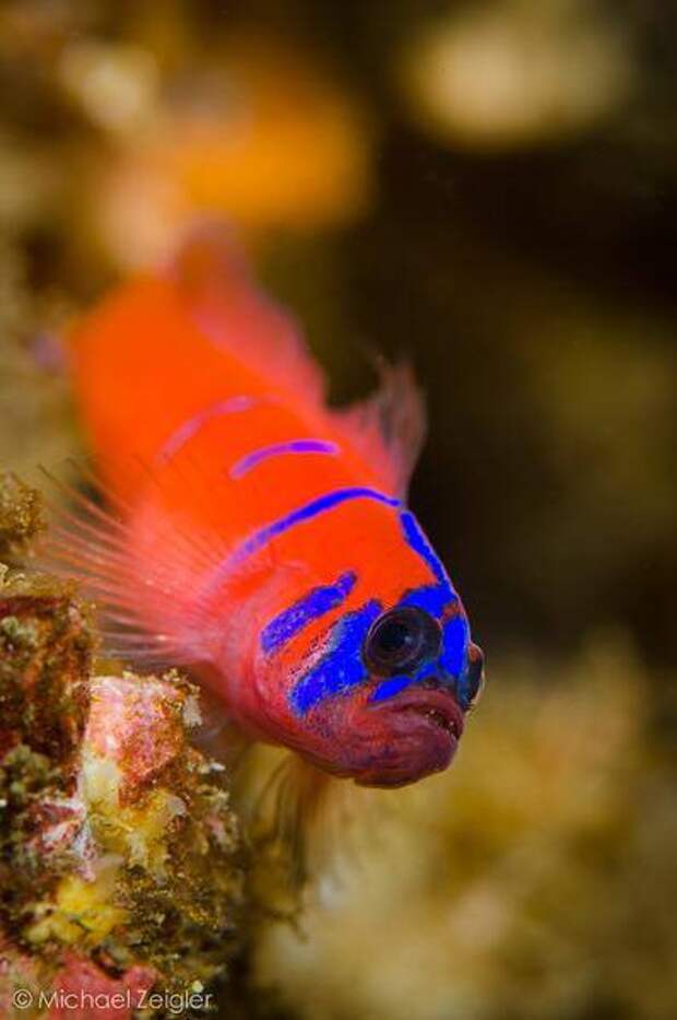 Фотография: Bluebanded Goby Photo by Michael Zeigler | <a href=