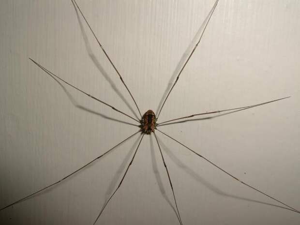 Сенокосец – паук, известный повсеместно
