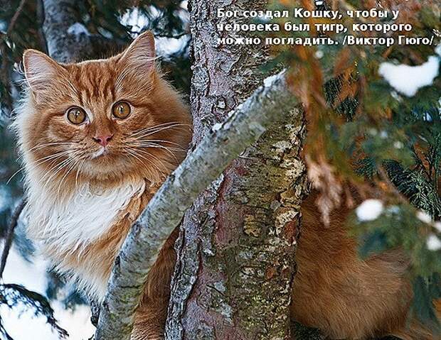 celebrities-about-cats-02