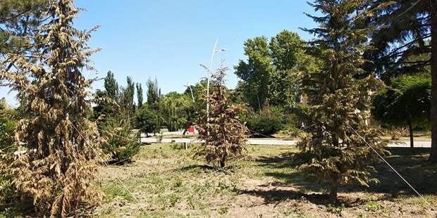 В Крыму чиновники-«озеленители» губят деревья, ландшафт и государственные сметы