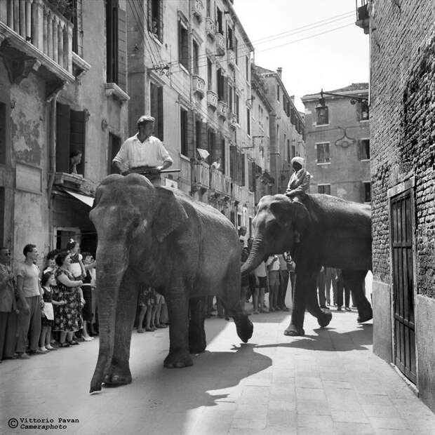 Слоны в центре города архив, венеция, негативы, фотографии
