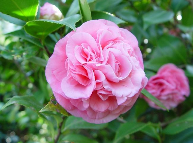 Японская камелия (C.japonica) 