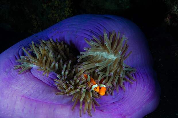 Two clownfish huddle in their host anemone in the Philippines. A 2019 study found that clownfish eggs weren't hatching when exposed to artificial light at night.