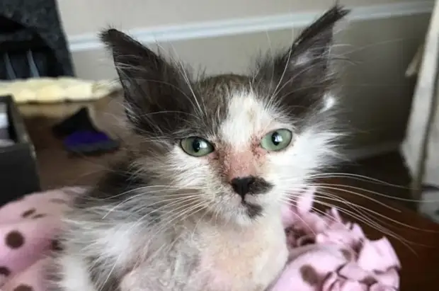 Женщина спасла лысого котенка, которого хотели усыпить