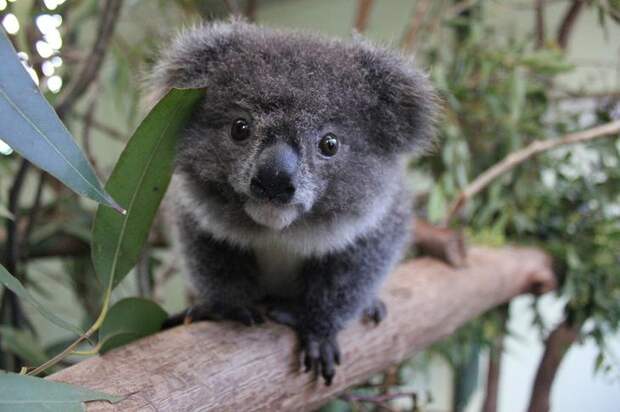Interesting pictures with animals 17