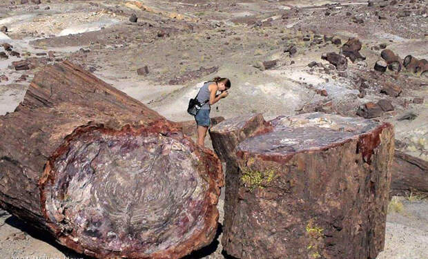 Деревья из леса динозавров. Их принимали за камни в песке, а потом взяли пробы и поняли, что деревьям 225 миллионов лет