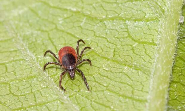 Роспотребнадзор: клещи в Архангельской области проснутся к 8 апреля