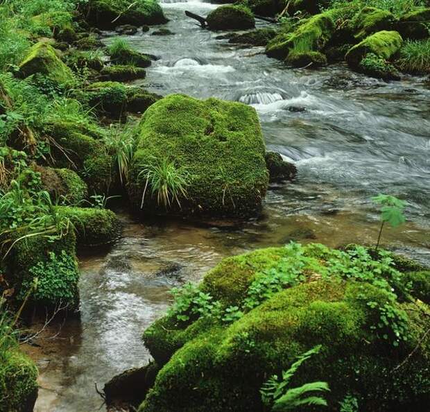 Высокая влажность и регулярные подъемы воды в ручьях также способствуют распространению мхов.