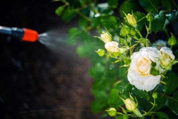 Опрыскивание розы во время цветения