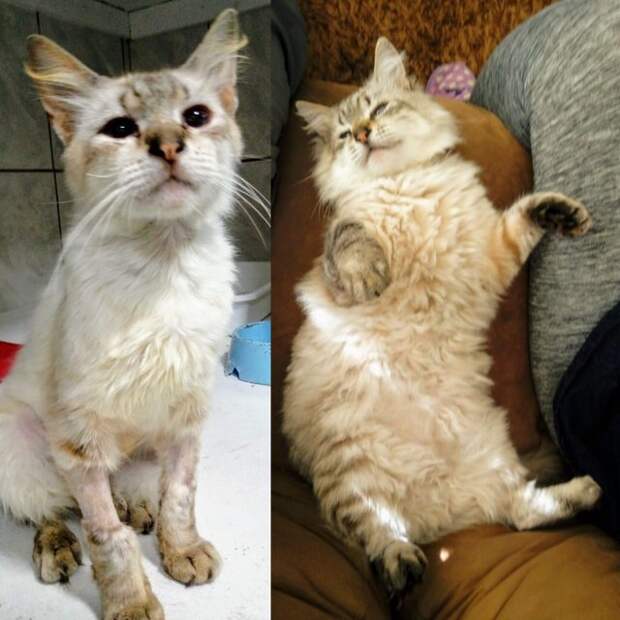 2. Кот по имени Дмитрий после выздоровления до и после, животные, кошки, питомцы, приют, собаки, фото