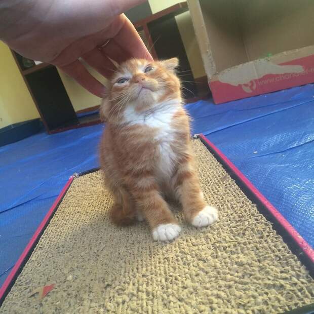 Без кота и жизнь не та