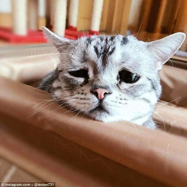 Очень грустная кошка по кличке Луху