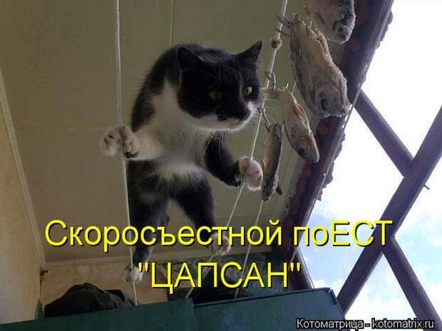 Лучшие котоматрицы недели (50 фото)