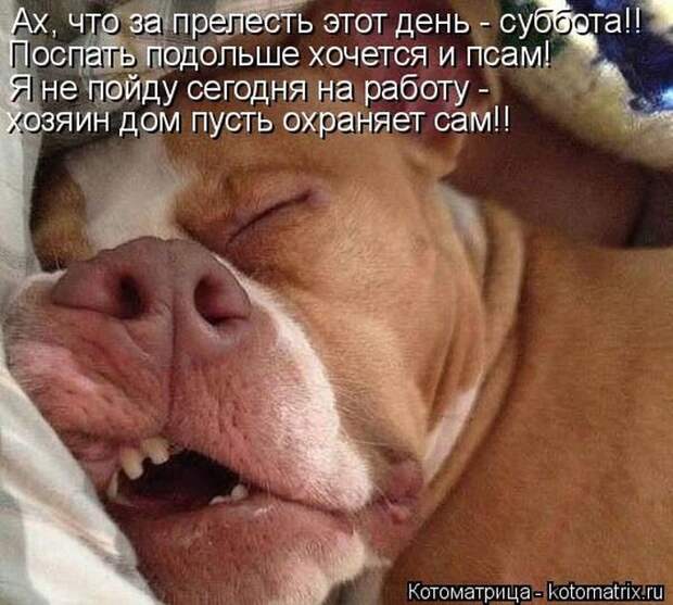 Лучшие котоматрицы недели
