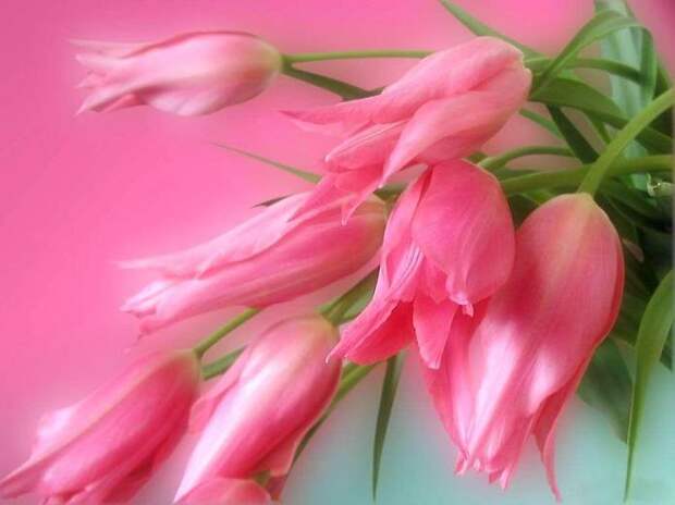 Розовые Цветы