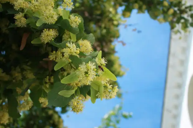 Липа сердцелистная (Tilia cordata)