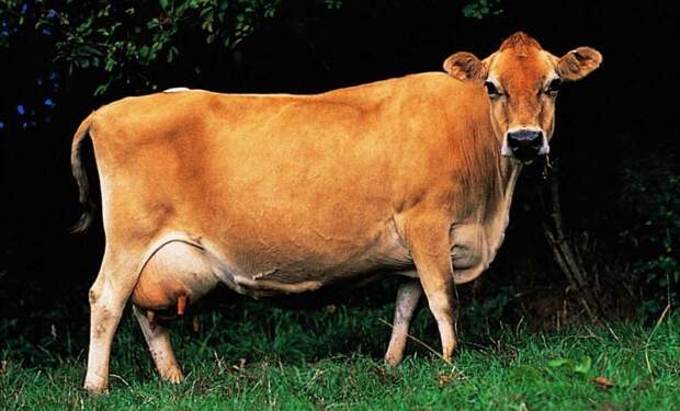 Джерсейская порода коров — старинная, жирномолочная (до 6%) разновидность родом из Англии. Активно разводится в США, Канаде, некоторых странах Европы, Австралии и Новой Зеландии буренки, животные, интересное, коровы, красота, породы