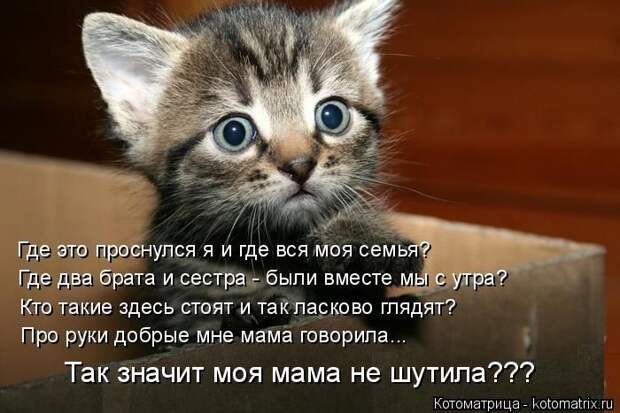 Лучшие котоматрицы недели (50 фото)
