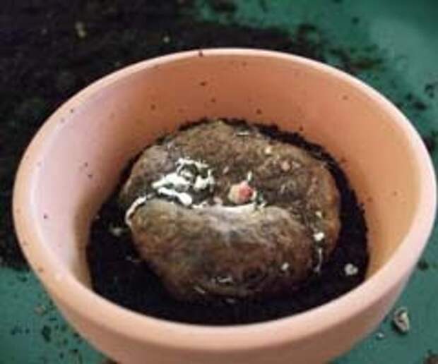 Клубневая бегония: подготовка клубней к посадке - Садовые, комнатные растения и цветы (фото, видео, отзывы) - Индасад.ру