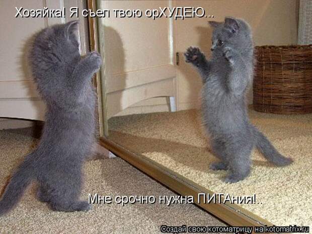 Котоматрица: Хозяйка! Я съел твою орХУДЕЮ... Мне срочно нужна ПИТАния!..
