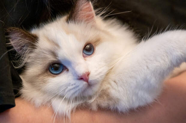 В Японии разработали лекарство, продлевающее жизнь кошкам с болезнью почек