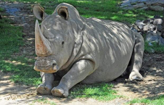Северный белый носорог вымерли, животные, топ10