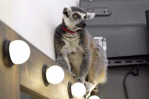 Московский зоопарк: из антикафе спасли лемура Васю