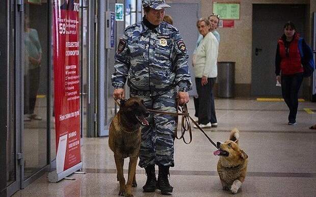 Рыжий - самый милый полицейский в России