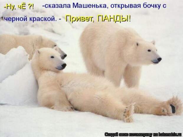 Котоматрицы(картинки с надписями)