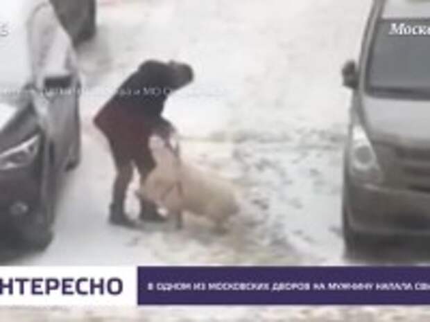 свинья напала на человека