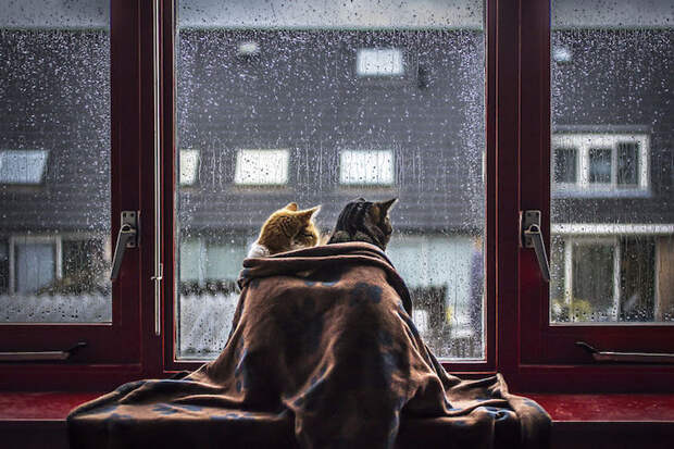 Кошки у окошка