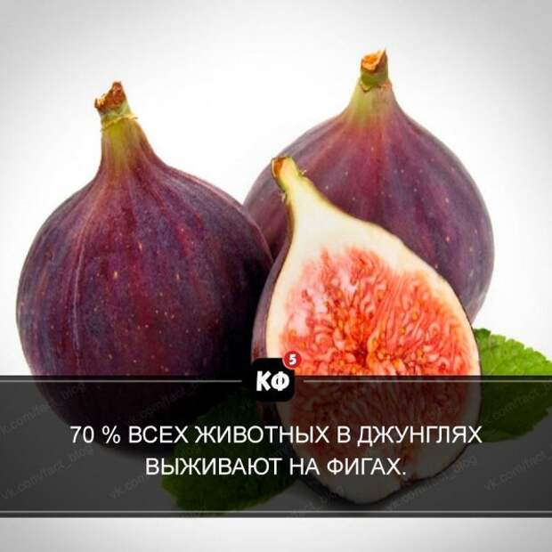 Краткие факты