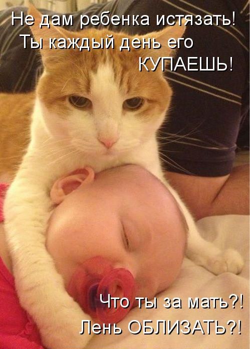 Котоматрицы(картинки с надписями)