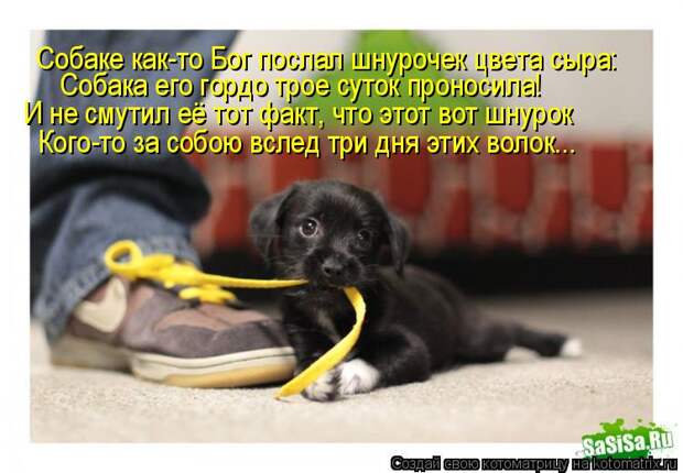 Котоматрица: Собаке как-то Бог послал шнурочек цвета сыра: Собака его гордо трое суток проносила! И не смутил её тот факт, что этот вот шнурок Кого-то за с