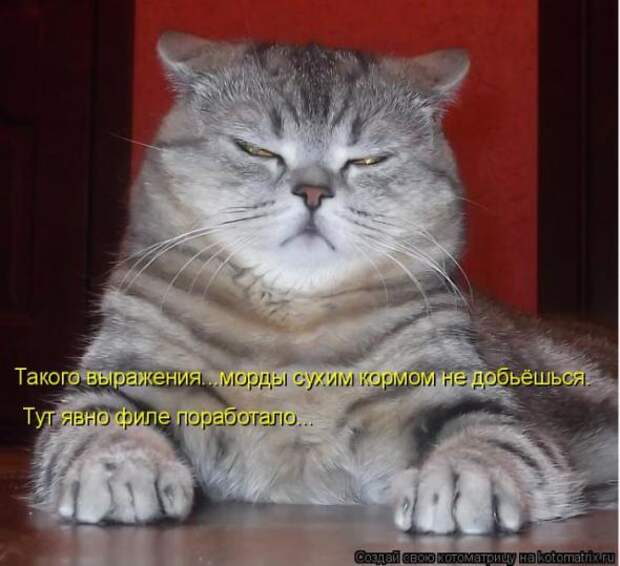 Котоматрицы(картинки с надписями)
