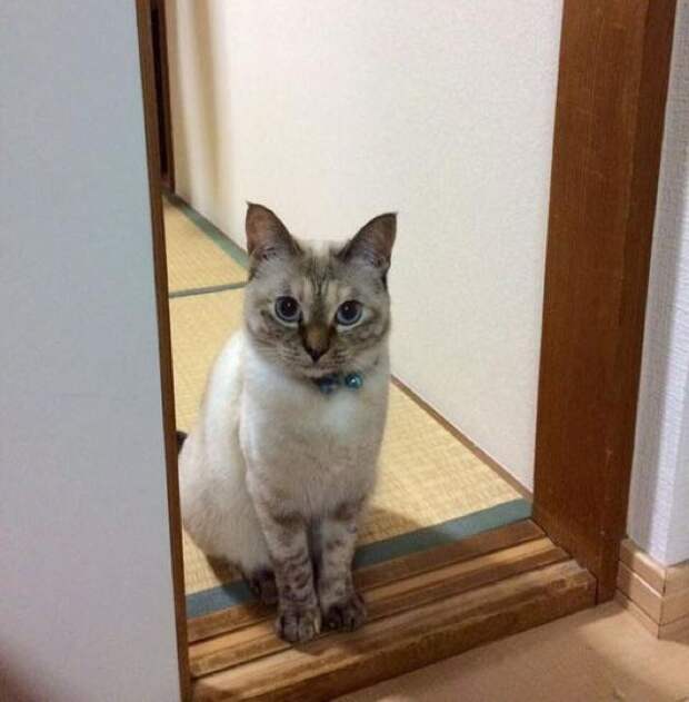 Без кота и жизнь не та