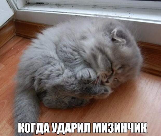 Смешные фото приколы и мемы с котами и кошками Смешные фото приколы и мемы с котами и кошками животные, коты, прикол, юмор