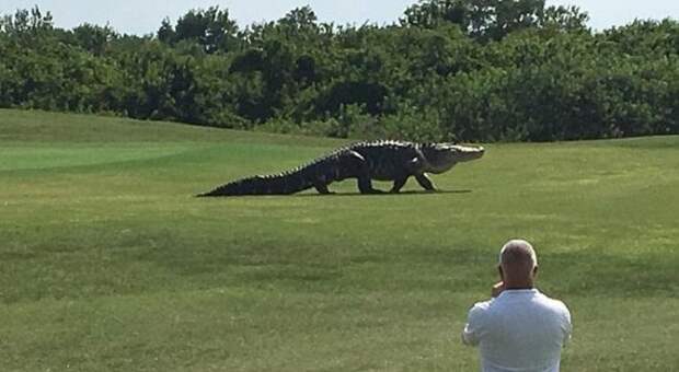 Крокодил на поле для гольфа (2 фото + видео)