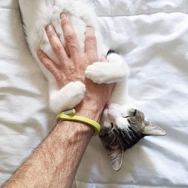 12 животных, которые любят, когда им чешут пузико