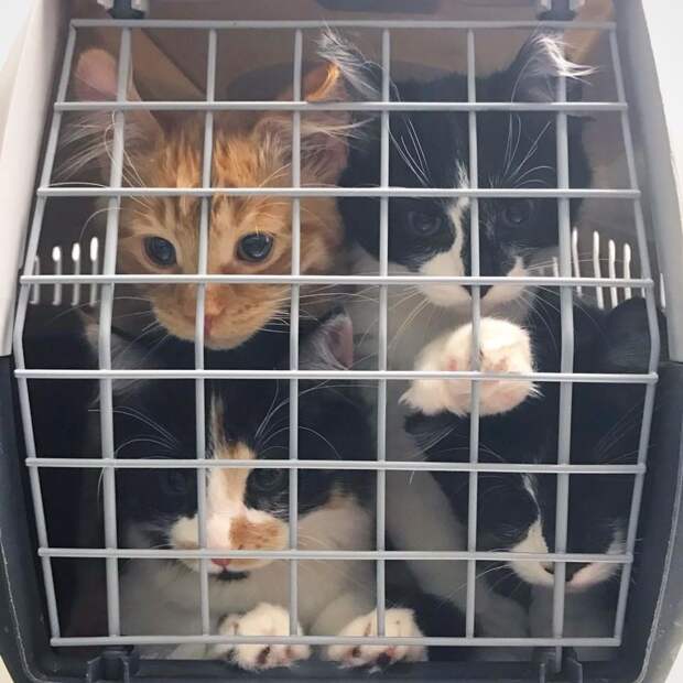 Без кота и жизнь не та