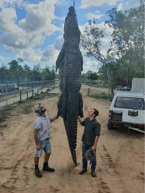 Фермер нашел в желудке крокодила странные вещи
