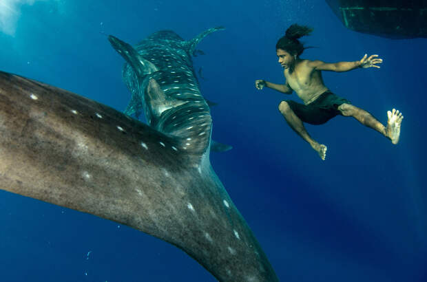 Плавание с китовой акулой