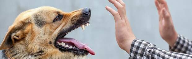 Какие меры принимают в Мангистау против бешенства