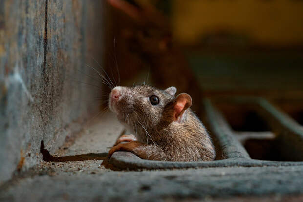 Крыса из подземного Нью-Йорка
